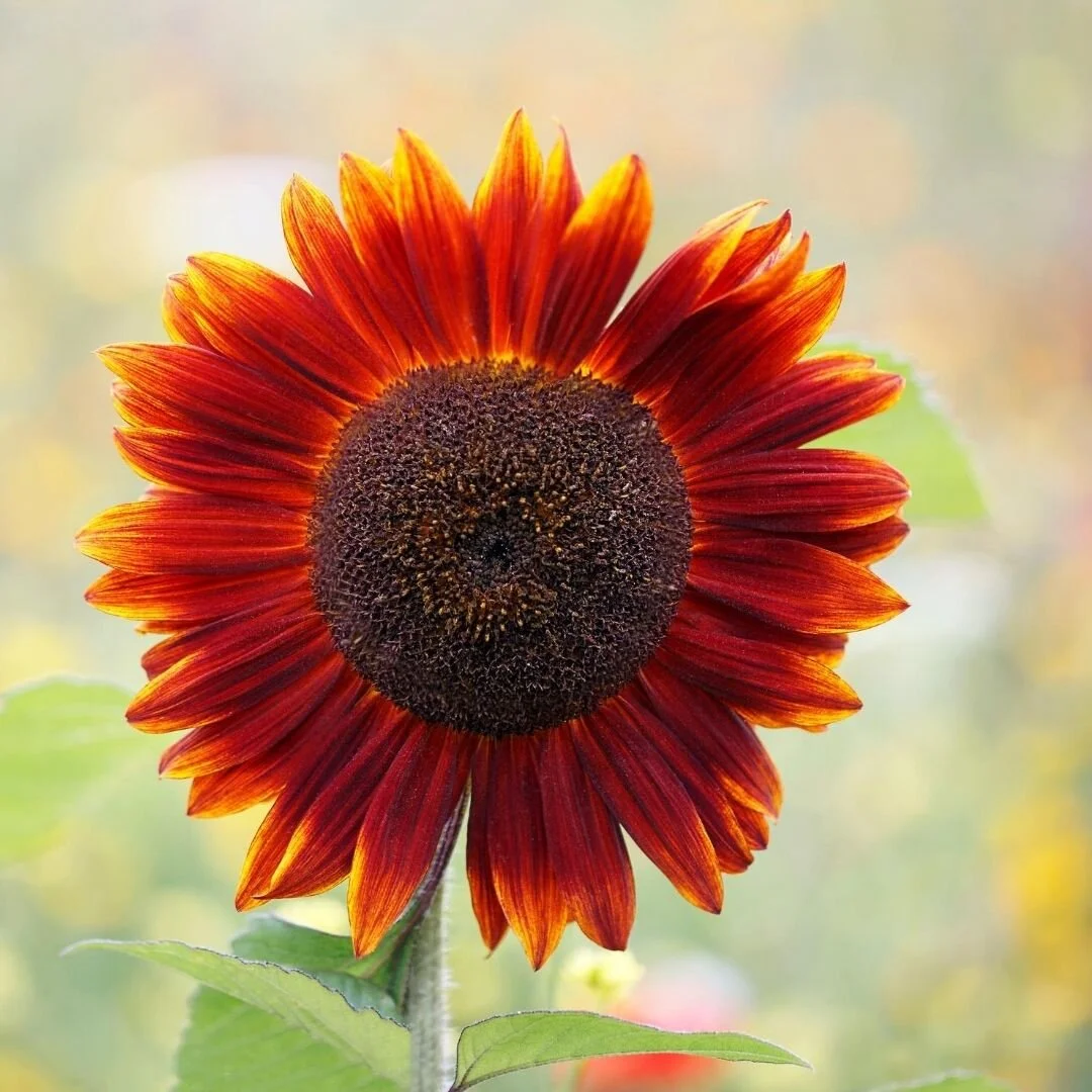 Sunflower Festival — Ocean View Estates